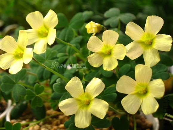 Oxalis obtusa Primrose 1.jpg