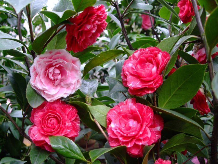ԧ���� 2012-4-4f 082.jpg