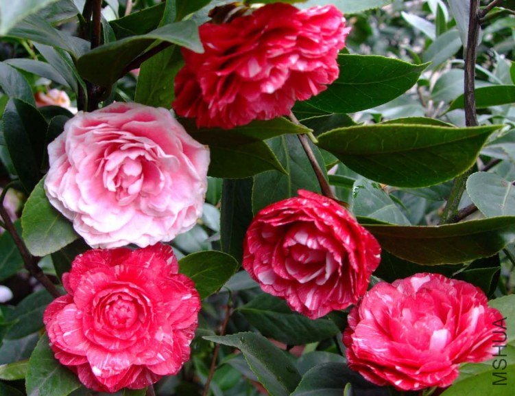 ԧ���� 2012-4-4f 077.jpg
