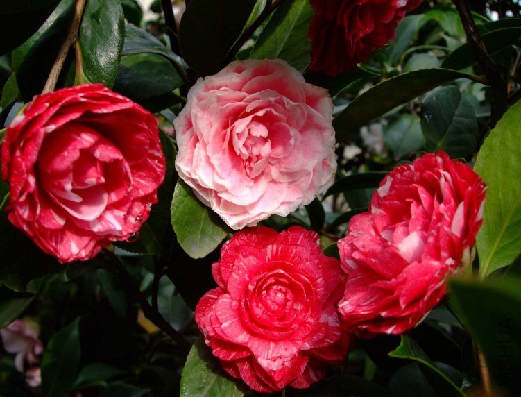 ԧ���� 2012-4-4f 075.jpg