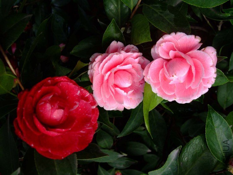 ԧ���� 2012-4-4f 048.jpg