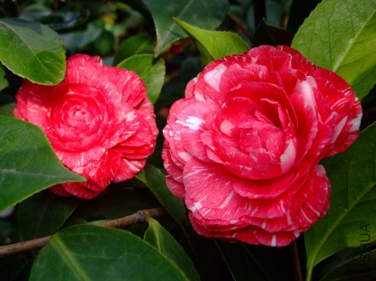 ԧ���� 2012-4-4f 070.jpg