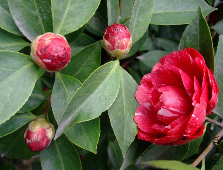 ԧ���� 2012-4-4f 134.jpg