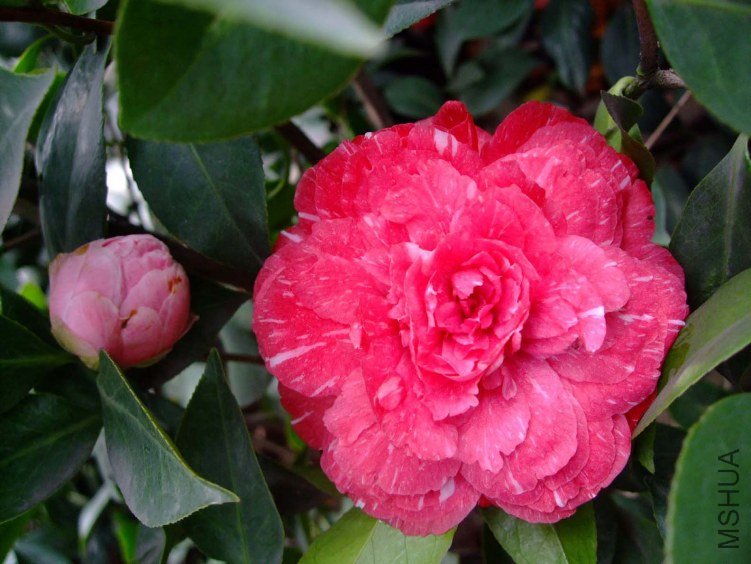 ԧ���� 2012-4-4f 136.jpg