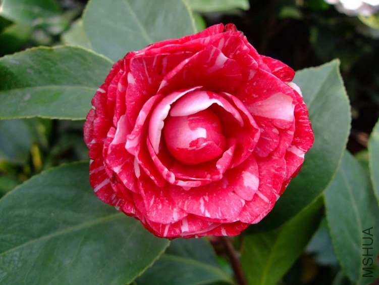 ԧ���� 2012-4-4f 067.jpg