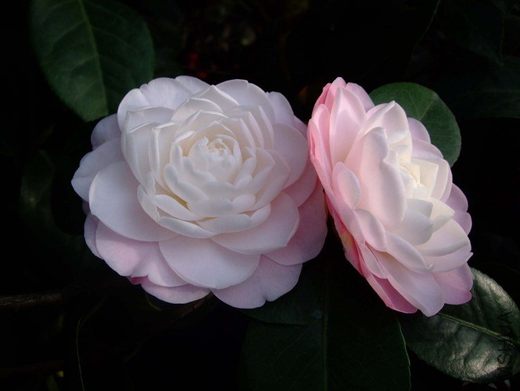 �찲�Ȼʺ� 2012-4-4f 055.jpg