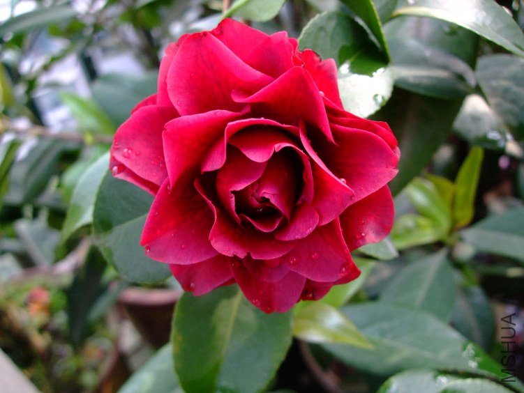 ����õ�� 2012-4-4f 035.jpg