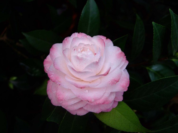 ����˿ 2012-4-4f 064.jpg