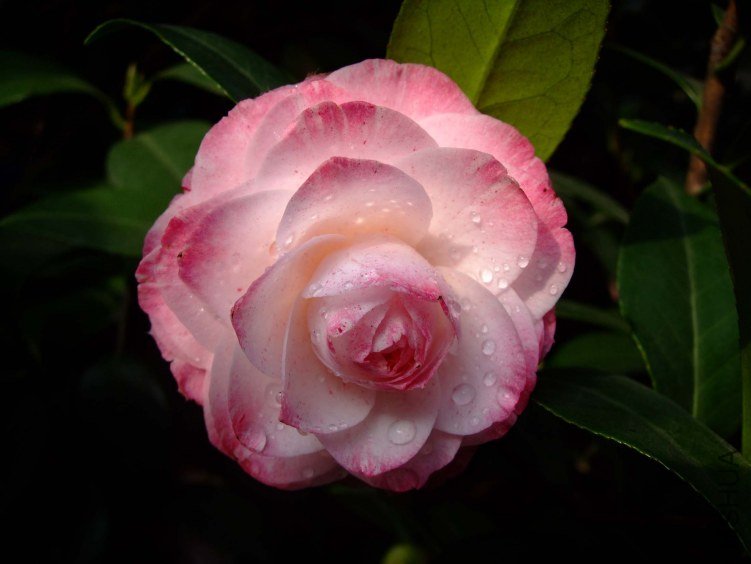 ����˿ 2012-4-4f 060.jpg