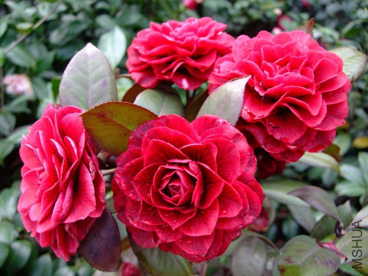 ��Ҷ���� 2012-4-4f 017.jpg