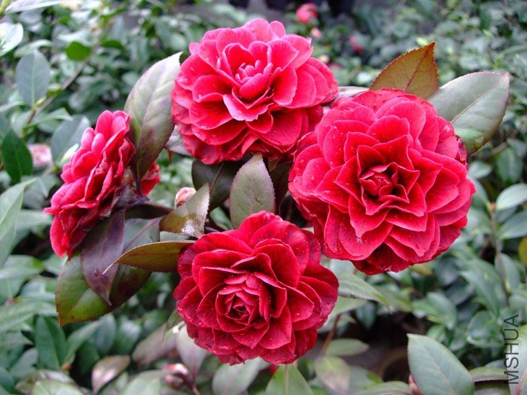 ��Ҷ���� 2012-4-4f 019.jpg