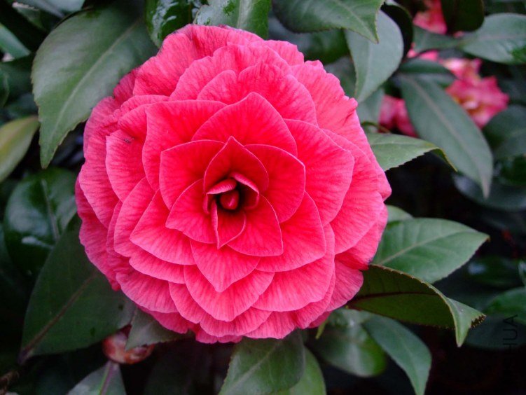 ��Ҷ���� 2012-4-4f 008.jpg
