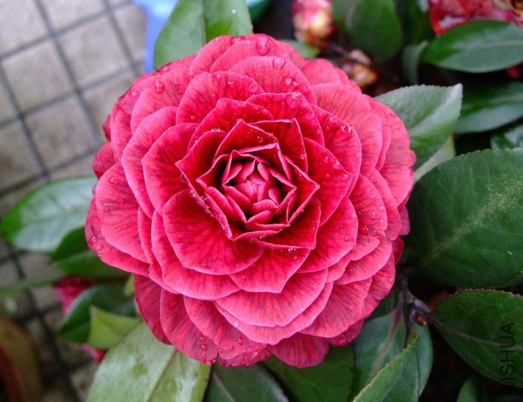 ��Ҷ���� 2012-4-4f 007.jpg