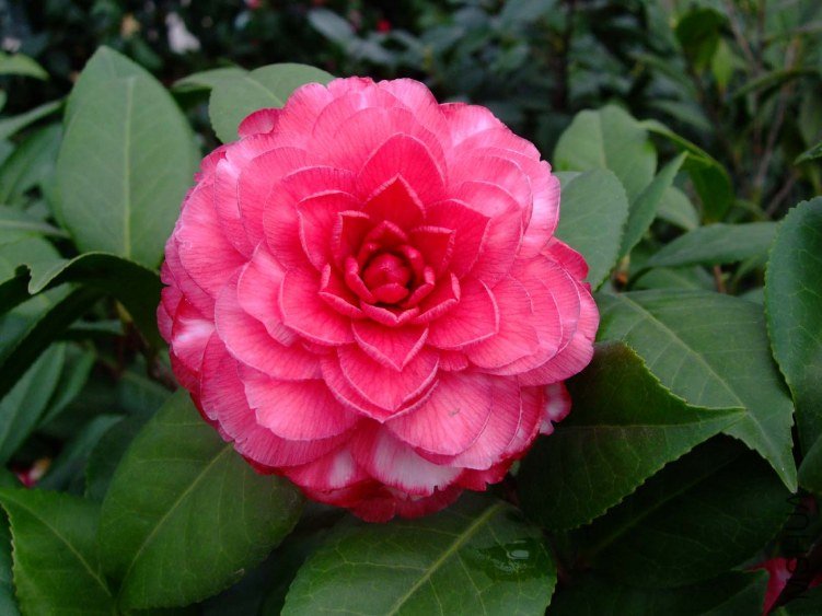 ������ 2012-4-4f 009.jpg