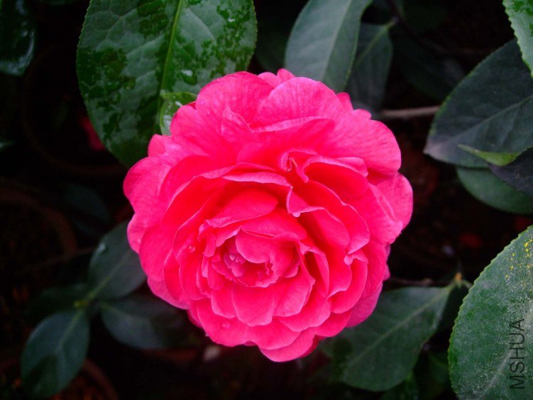 ����Ƥ�� 2012-4-4f 006.jpg