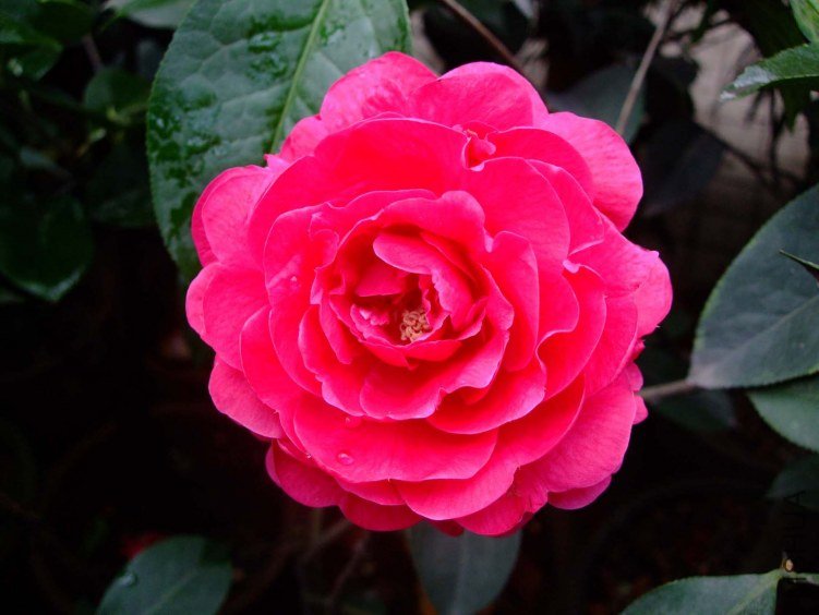 ����Ƥ�� 2012-4-4f 005.jpg