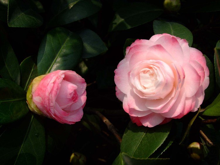 ������ 2012-4-4f 043.jpg