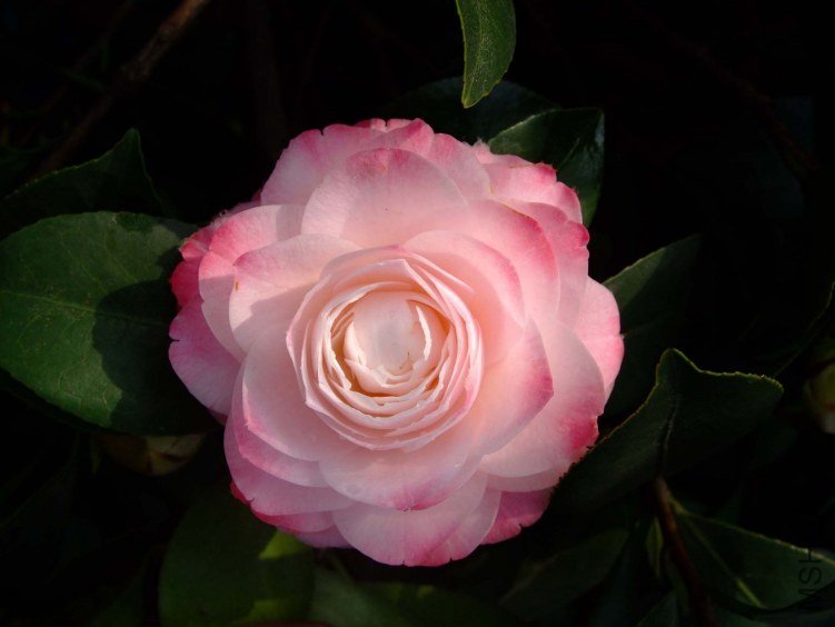 ������ 2012-4-4f 041.jpg