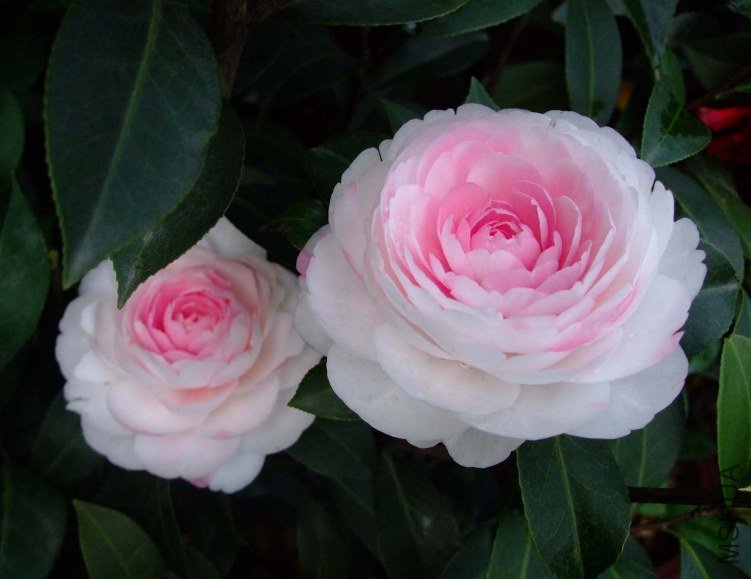 ���غ�˹ 2012-4-4f 025.jpg