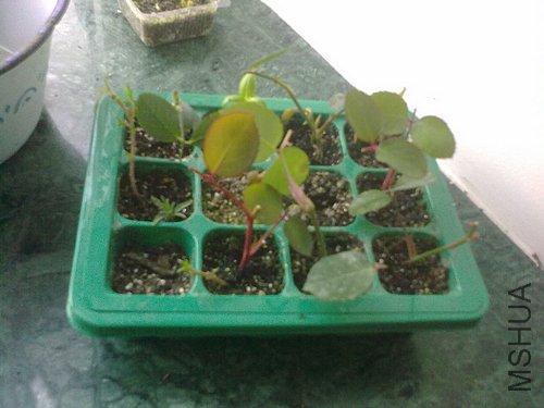 20120403793.jpg