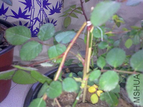 20120403791.jpg