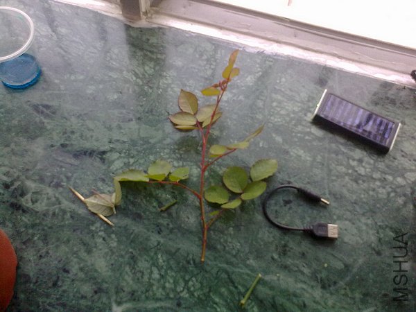 20120403792.jpg
