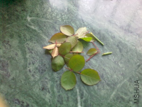 20120403794.jpg