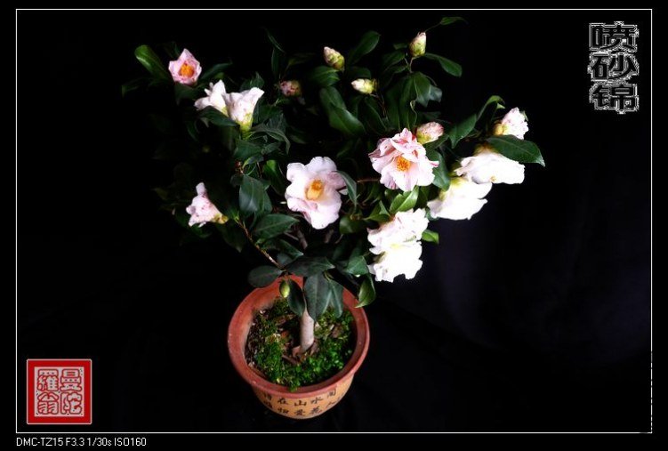 ��ɰ��048.jpg