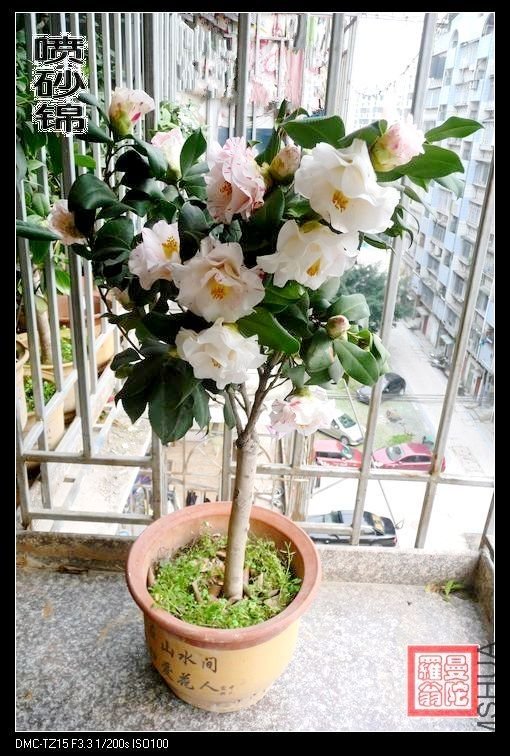 ��ɰ��042.jpg