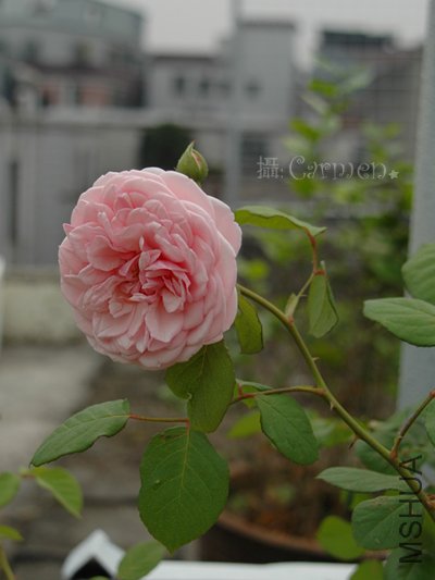 ʥ���󲼼�2.jpg