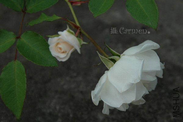 �ٱ�ɽ3.jpg