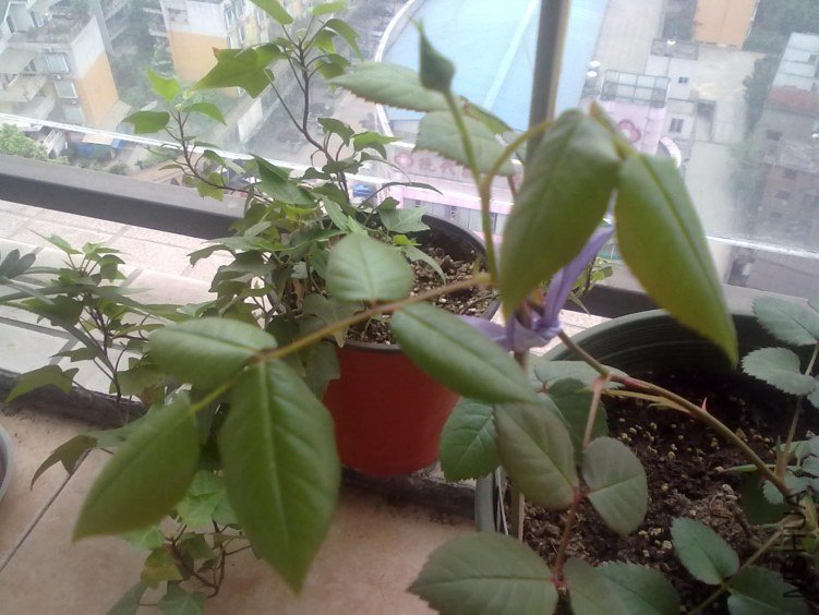 20120405082.jpg
