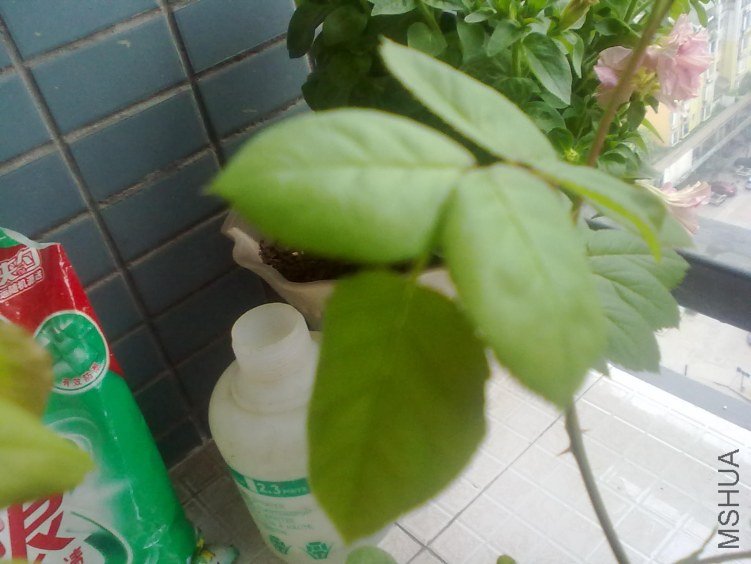 20120405083.jpg