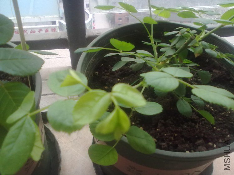 20120405081.jpg