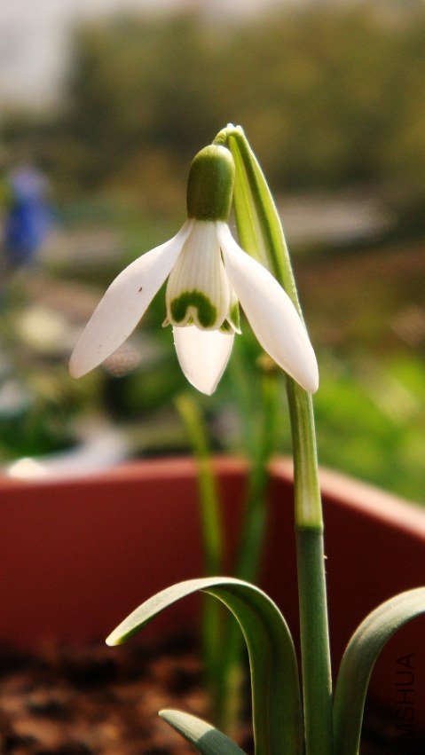 Galanthus nivalis ѩ�λ�.JPG