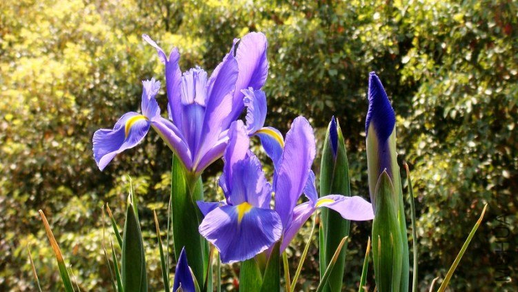 Dutch Iris Professor Blauw ����β.���ʽ���.JPG