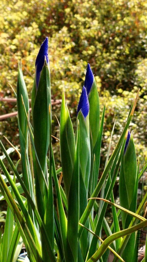 Dutch Iris Professor Blauw ����β.���ʽ��� (1).JPG