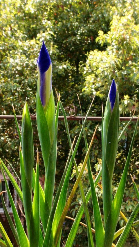 Dutch Iris Professor Blauw ����β.���ʽ��� (2).JPG