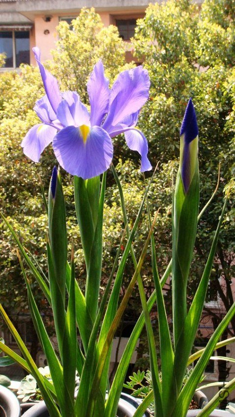 Dutch Iris Professor Blauw ����β.���ʽ��� (4).JPG