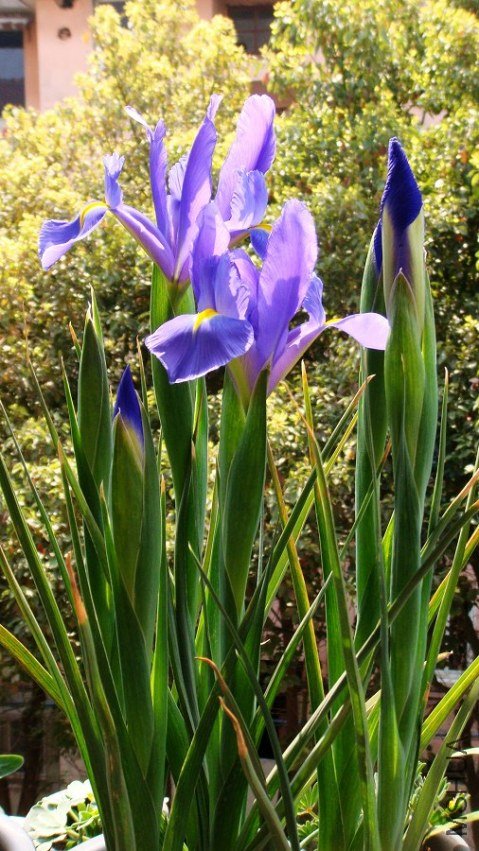 Dutch Iris Professor Blauw ����β.���ʽ��� (5).JPG
