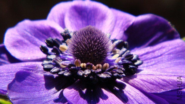 Anemone coronaria Mr.Fokker ����������ŷ����������.JPG
