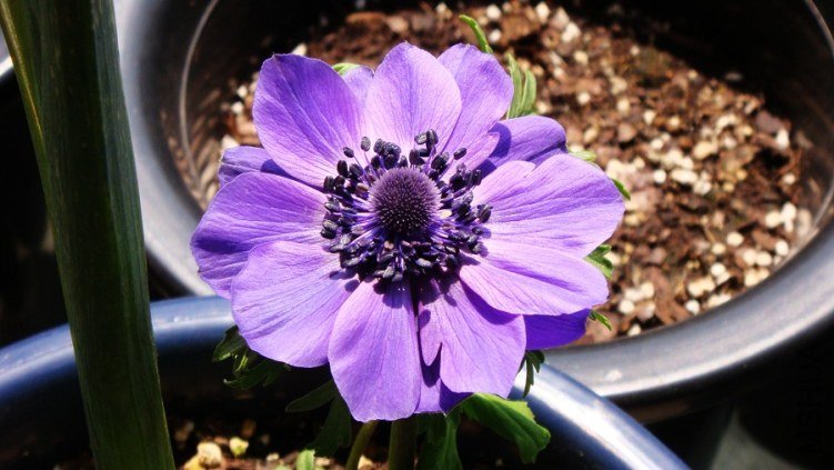 Anemone coronaria Mr.Fokker ����������ŷ���������� (1).JPG