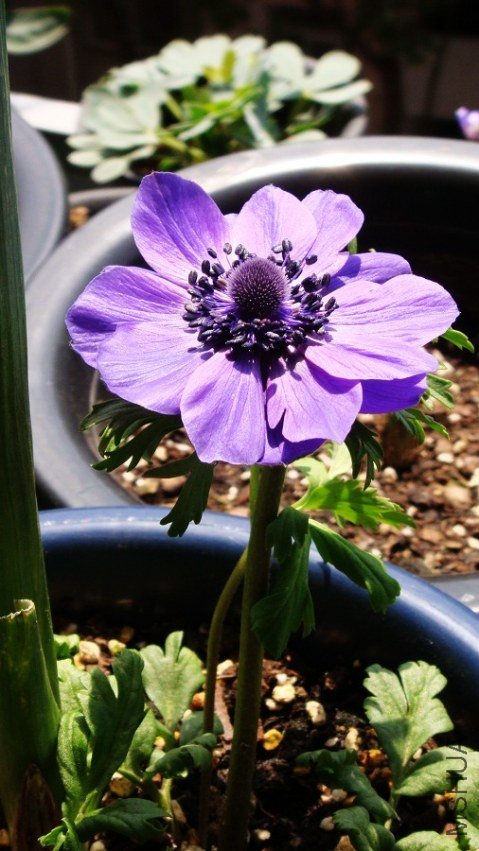 Anemone coronaria Mr.Fokker ����������ŷ���������� (2).JPG