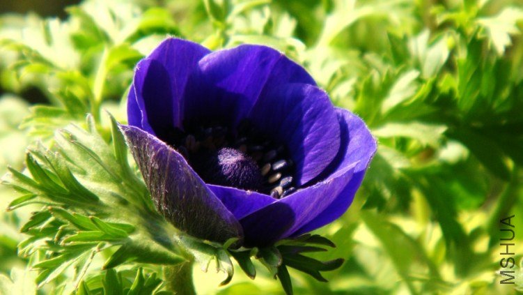 Anemone coronaria Mr.Fokker ����������ŷ���������� (3).JPG