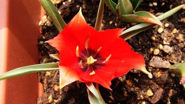 Tulip linifolia ����Ҷ������.JPG