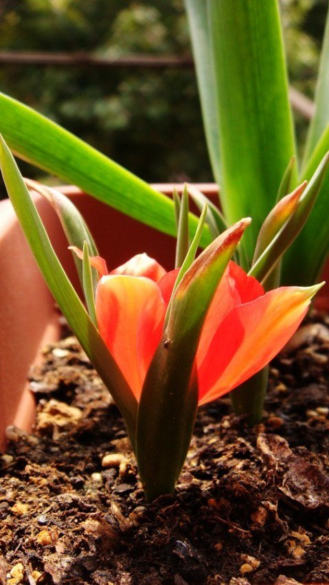 Tulip linifolia ����Ҷ������ (2).JPG