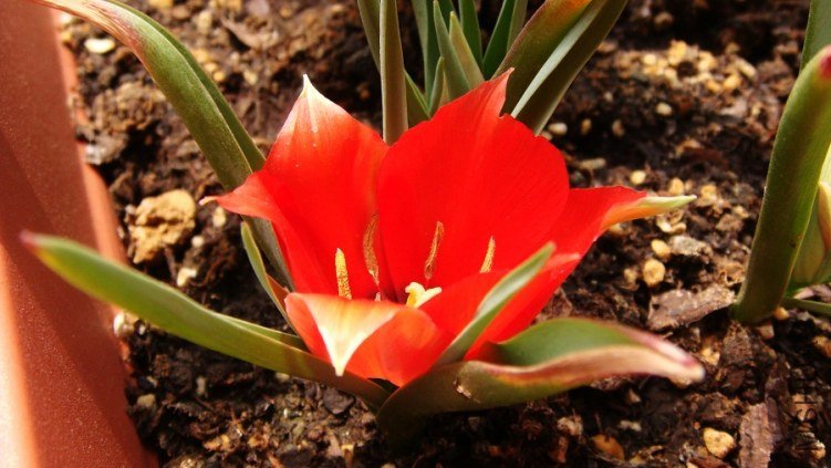 Tulip linifolia ����Ҷ������ (3).JPG