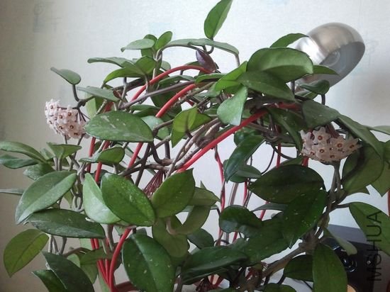 nEO_IMG_2012-04-05 11.25.53.jpg