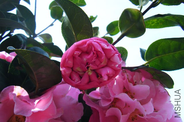 2012_03310058.JPG