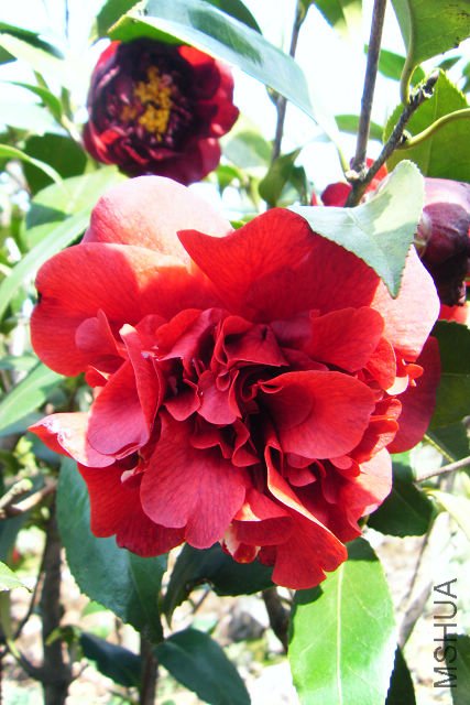 2012_03310025.JPG
